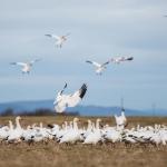This year’s Snow Goose Festival is canceled, but geese remain