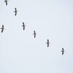 This year’s Snow Goose Festival is canceled, but geese remain