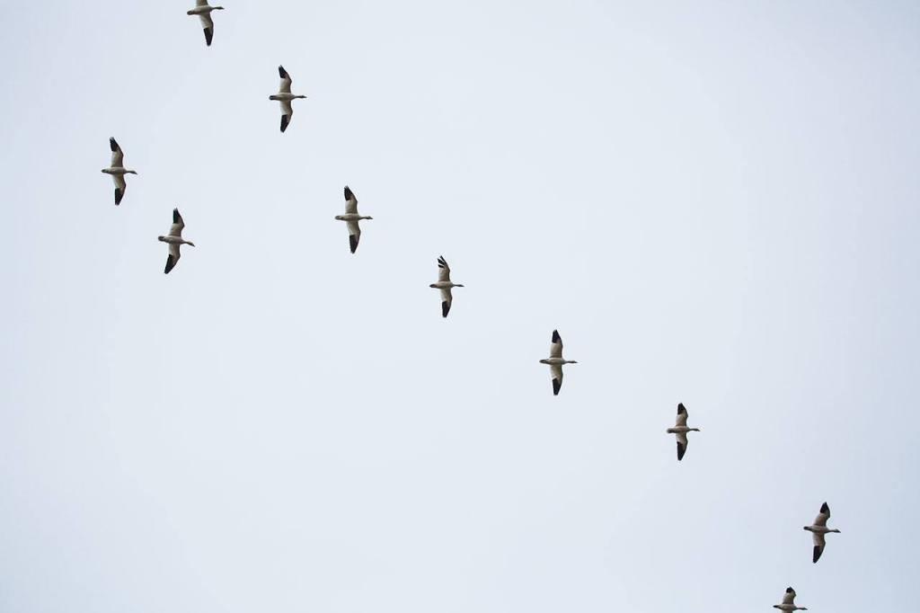 This year’s Snow Goose Festival is canceled, but geese remain