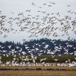 This year’s Snow Goose Festival is canceled, but geese remain