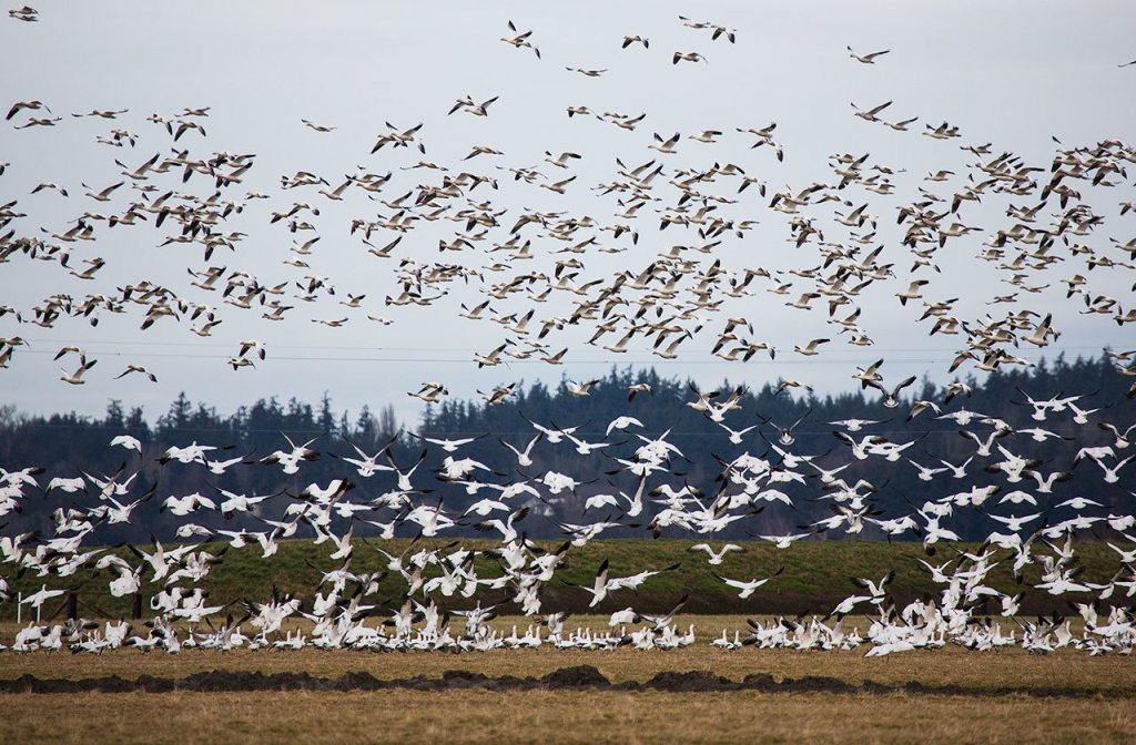 This year’s Snow Goose Festival is canceled, but geese remain