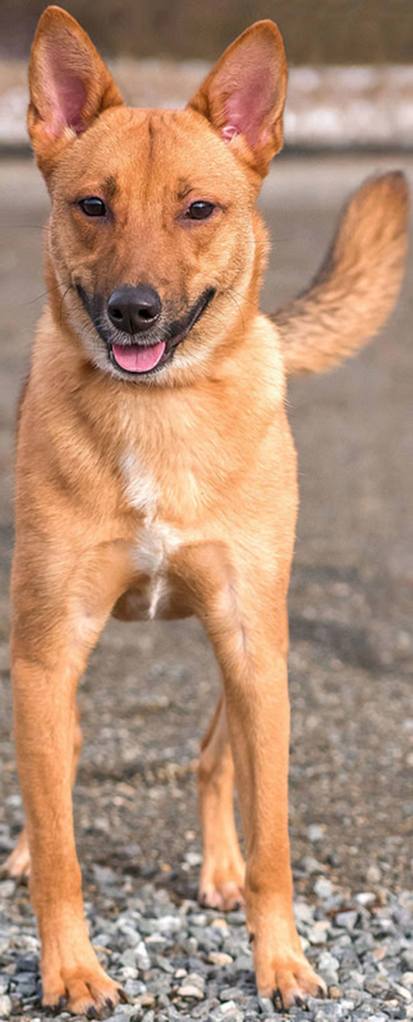 Macie is a very under socialized young dog. She is very wary of strangers and other dogs. She will need an adult only home committed to working with her and perhaps attending training classes geared towards fearful dogs. She may do OK with a calm well adjusted dog but will need a meet and greet. She will chase cats so caution should be used if there are felines in the home. (Curt Story/Everett Animal Shelter)