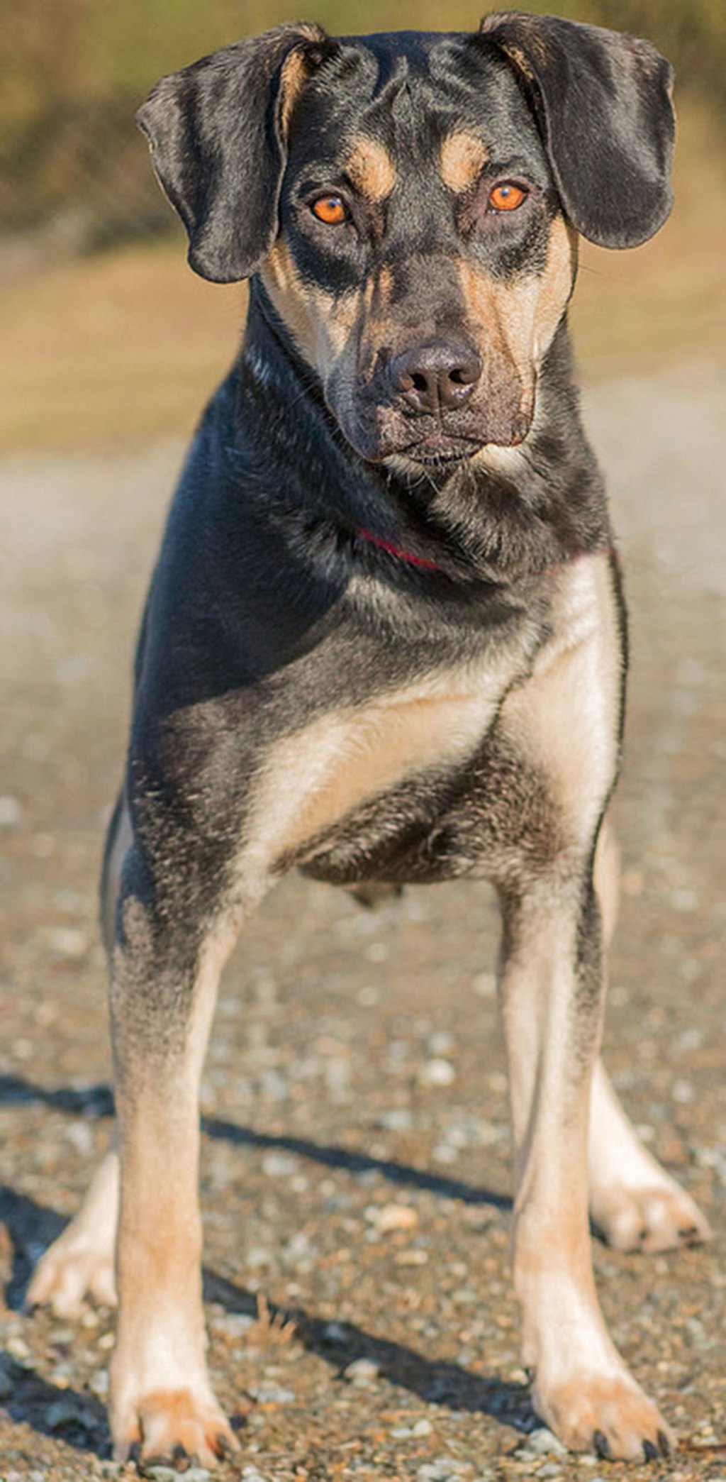 Madison is an active young dog looking for a new home. She is on the shy side so any children in the home should be over the age of 12 years. Madison has done ok with other dogs she has met here but will need a meet and greet with any resident dogs. She will also need a feline free home as she does have some prey drive. Madison enjoys going for walks and would make a great hiking buddy. (Curt Story/Everett Animal Shelter)