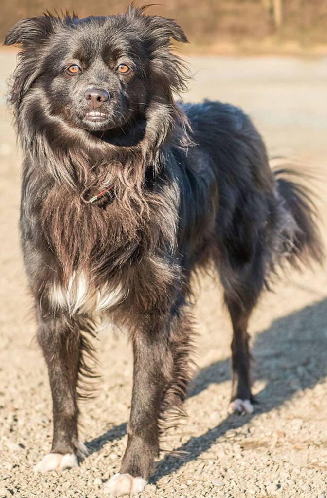 Manda is a very active Border Collie looking for an adult only home. She cannot live with cats and will need a meet and greet with any resident canines prior to adoption. She can be mouthy when playing and will bark at visitors. Manda will need a fenced yard or to be taken out on leash because she will run off. If you are looking for a hiking or running partner come meet Manda today! (Curt Story/Everett Animal Shelter)