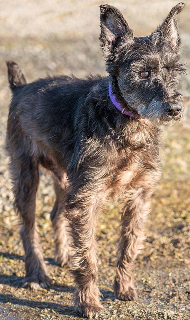 Max is looking for his last forever home. He has lived with kids but would prefer older kids as he&rsquo;s older and doesn&rsquo;t want to be handled roughly. Max needs a fenced yard and his perfect home would have a dog door as, because he&rsquo;s older he needs to go out and potty on a regular basis. Max has never lived with dogs but should be fine with a meet and greet and has lived with cats (still needs a proper introduction!) (Curt Story/Everett Animal Shelter)