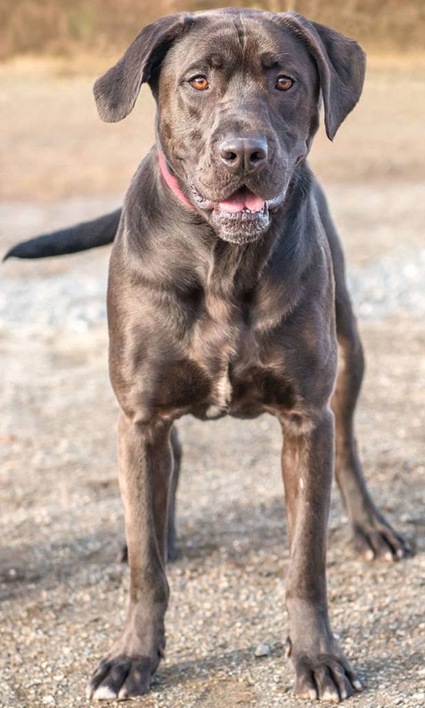 Mia is very smart! She knows sit, stay, off, down, come, shake, fetch and of course treat! She has destructive habits indoor and outdoor if left alone all day so she will need an active home with people who are home during the day and can give her the exercise physically and mentally that she needs. She loves to go on hikes and even snowmobiles! She will need a small dog and cat free home. She has lived with kids before but due to her big size she may knock them over. She also has a bad habit of eating socks so her new home should make sure she can&rsquo;t reach them, otherwise she could become impacted and require serious vet care. (Curt Story/Everett Animal Shelter)