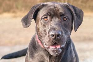 Pooches aplenty ready for adoption at Everett Animal Shelter
