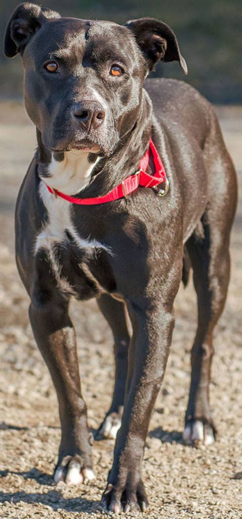 Misty is a shy dog that is in need of a patient loving home to help her come out of her shell. She will need a meet and greet with any resident dogs, any kids in the home should be over 10 years old and no cats. Once she is comfortable in her new home she will likely be more active and playful. (Curt Story/Everett Animal Shelter)