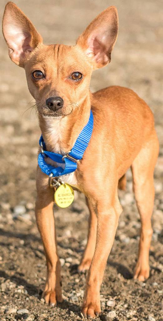 Oswald is a very small little Chihuahua. He takes a few minutes to warm up then will become your best friend. Oswald frightens easily so will need and adult home. He should do ok with cats and dogs about his size with proper introductions. (Curt Story/Everett Animal Shelter)