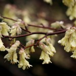 Richie Steffen photo                                Corylopsis pauciflora, or buttercup winterhazel, have hanging pastel yellow flowers that appear to glow like little lanterns.