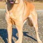 Penelope is a nice young dog who&rsquo;s owner passed away. She is a little confused right now but is very sweet. She has lived with adults and we are not sure how she will do with children Penelope will chase cats and will need a meet and greet with any resident canines. (Curt Story/Everett Animal Shelter)