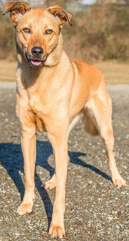 Penelope is a nice young dog who&rsquo;s owner passed away. She is a little confused right now but is very sweet. She has lived with adults and we are not sure how she will do with children Penelope will chase cats and will need a meet and greet with any resident canines. (Curt Story/Everett Animal Shelter)