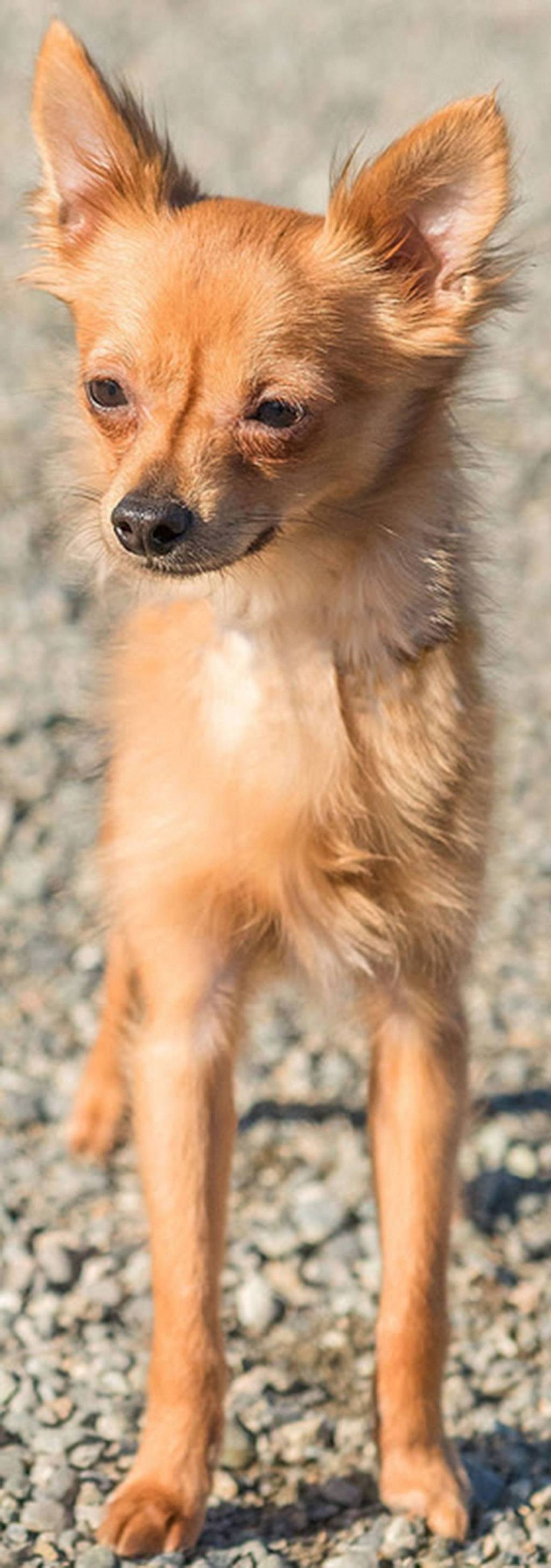 Sebastian is a young pup that can be shy when meeting new people. Once he knows you he loves attention and snuggles. He has never lived with children and if there are any children in the home they should be over 13 years old. He has lived with other dogs his size and done well. (Curt Story/Everett Animal Shelter)