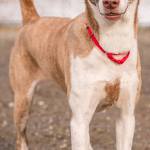 Shasta is Husky mix looking for her forever home! Shasta is looking for an owner that can match her activity level as she is a extremely active, strong and intelligent dog. Huskies tend to have high prey drives, and are not suitable companions for owners with cats. Huskies are notoriously vocal, and do not do well in apartments. Huskies tend to be very intelligent problem solvers as well, and quickly get themselves into trouble when left to their own devices so she will need plenty of appropriate outlets for her cleverness, such as interactive toys like Kongs and Buster Cubes. Shasta is picky about her doggy playmates so any dogs in the house will need a meet and greet. She has lived with other children before and did well but do understand she may knock them around due to her size. (Curt Story/Everett Animal Shelter)