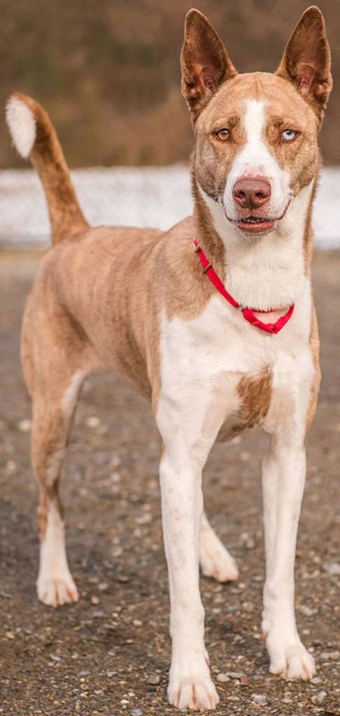 Shasta is Husky mix looking for her forever home! Shasta is looking for an owner that can match her activity level as she is a extremely active, strong and intelligent dog. Huskies tend to have high prey drives, and are not suitable companions for owners with cats. Huskies are notoriously vocal, and do not do well in apartments. Huskies tend to be very intelligent problem solvers as well, and quickly get themselves into trouble when left to their own devices so she will need plenty of appropriate outlets for her cleverness, such as interactive toys like Kongs and Buster Cubes. Shasta is picky about her doggy playmates so any dogs in the house will need a meet and greet. She has lived with other children before and did well but do understand she may knock them around due to her size. (Curt Story/Everett Animal Shelter)