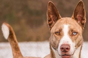 Dogs available for adoption from Everett Animal Shelter