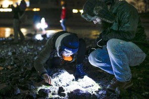 Training opportunities coming up for Beach Watcher program