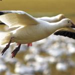 Birding: A family outing or activity in your own backyard