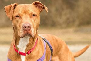 These dogs have special needs — including loving homes