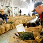 Jim Weisenbach helps the Snohomish Conservation District get ready for the annual plant sale at the fairgrounds. Weisenbach enjoys the work as well as all the young people who participate. (Dan Bates / The Herald)