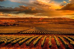 Northwest Wine: Red Mountain turns more red and green