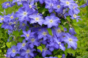 Plant of Merit: Clematis ‘Brother Stefan’