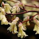 Richie Steffen photo                                Corylopsis pauciflora, or buttercup winterhazel, have hanging pastel yellow flowers that appear to glow like little lanterns.