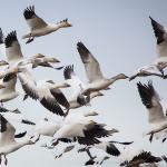 This year’s Snow Goose Festival is canceled, but geese remain
