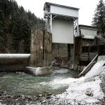 After 90 years, salmon are returning to upper Sultan River