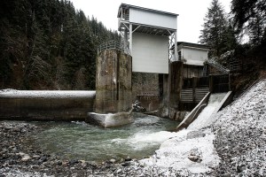 After 90 years, salmon are returning to upper Sultan River