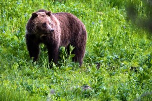 Darrington group pushes back on North Cascades grizzly plan