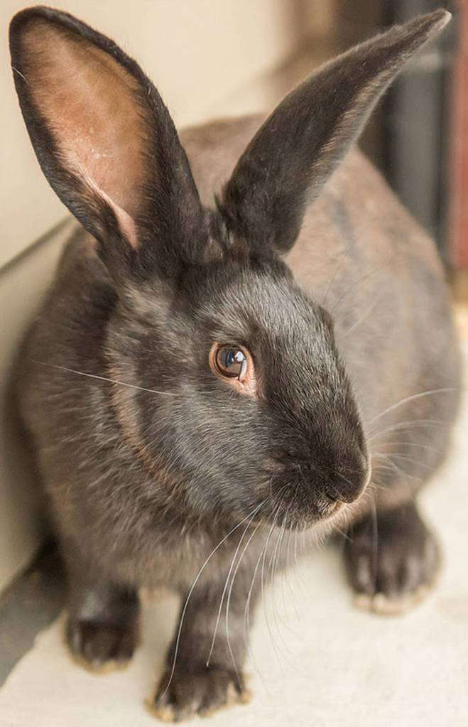 Haystack is a very chill guy. He loves to relax and munch on his favorite snacks. He will need a slow, quiet introduction into the home and all large animals (dogs, cats) should be kept away for a week or so. Once the stress of the big move has subsided, he will become much more interested in socializing. Bunnies are very smart animals and can learn tricks with time and patience! (Curt Story/Everett Animal Shelter)