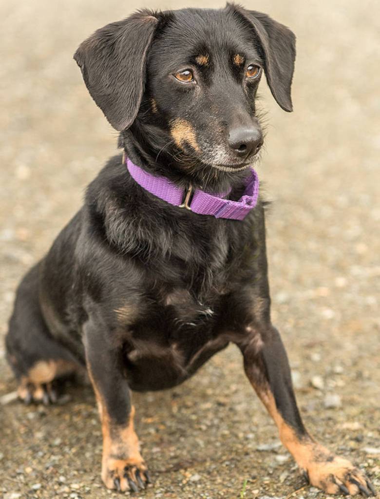 Jade is a shy little dog who has been passed around a bit. Once she warms up she wants to be your best friend. She has done ok with other dogs her size here but we are unsure how she will be with cats. Any children in the home should be over the age of 12 years and respectful of small shy dogs. (Curt Story/Everett Animal Shelter)
