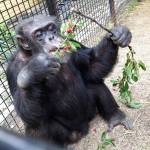 Kiko eats wild cherries at the nonprofit Primate Sanctuary in Niagara Falls, New York in 2013. Kiko, who has medical problems requiring constant attention, is at the center of a legal effort to persuade a court that a chimpanzee should be treated as a person with legal rights. (Primate Sanctuary via AP)