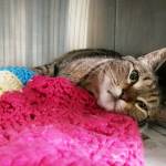 BooBoo had gone missing from her home in Watsonville, California, in August 2014. The brown tabby showed up in southeastern Canada, about 3,000 miles from home, last week. (Guelph Humane Society via AP)