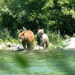 There have been four confirmed reports of grizzlies in the North Cascades over the last decade. (Steve Rochetta / National Park Service)