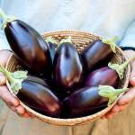 Little Prince eggplants from Renee&rsquo;s Garden, the seed company of gardening entrepreneur Renee Shepherd. Its line of container-garden seeds are sold at independent nurseries and garden centers. (Renee&rsquo;s Garden photo)