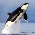A female orca leaps from the water while breaching in Puget Sound west of Seattle, as seen from a federal research vessel that had been tracking the whale in 2014. Using unique breath samples captured over four years, a new study identifies an array of bacteria and fungi contained in the exhaled breath of the small, distinct population of southern resident killer whales of the northeast Pacific Ocean. (Elaine Thompson / AP file)