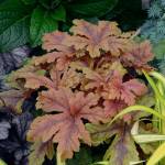 The large lobed leaves of Heucherella &ldquo;Hopscotch&rdquo; add a tropical look to the garden. (Proven Winners photo)