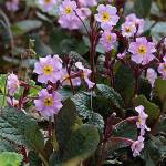Guinevere primrose makes for lovely pink flower carpets for spring. (Richie Steffen photo)