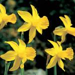 The February gold daffodil is a misnomer for the kind of weather we&rsquo;ve been having this year. (Richie Steffen photo)