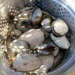 Before you go clamming along the Washington Coast for butter or steamer clams, call the Washington Department of Fish and Wildlife 24-hour hotline at 866-880-5431 to see if there are any shellfish rule changes. Go to www.doh.wa.gov/ehp/sf/biotoxin.htm for fish consumption advisories. (Jan Roberts-Dominguez photo)