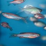UW Bothell professor wins $549,000 grant for zebrafish research