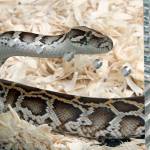 This 2013 photo shows a Burmese python being displayed at the python hunt awards ceremony presented by the Florida Fish and Wildlife Conservation Commission, at Zoo Miami. (Peter Andrew Bosch /Miami Herald via AP)
