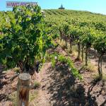 Red Willow Vineyard in the western end of the Yakima Valley is topped by the iconic chapel that stands as a tribute to the late Monsignor Mulcahy, a cherished friend of vineyard owner Mike Sauer. (Photo by Eric Degerman/Great Northwest Wine)