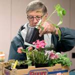 Rudy Schleusner adds a Brandywine tomato plant in his selections at a plant sale at Trinity Lutheran Church last year in Lynnwood. (Andy Bronson / Herald file)