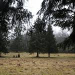 With 105 acres of undeveloped land, Wellington Hills in Woodinville is a rare commodity in a region growing rapidly. (Ian Terry / The Herald)