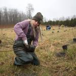 Amanda Summers, a Fish and Wildlife technician with the Stillaguamish Tribe, pulls a tree out from a planter as she and other volunteers marked Billy Frank Day by planting around 500 trees along the Stillaguamish River on Thursday in Arlington. (Andy Bronson / The Herald)