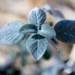 Sage grows in one of four raised beds as the Tulalip Tribe dedicates a medicine wheel garden at the Tulalip Health Clinic on Monday, March 20, in Tulalip Reservation. (Andy Bronson / The Herald)