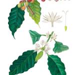 The coffee plant, with its bean seeds. (Courtesy of U.S. Botanic Garden)